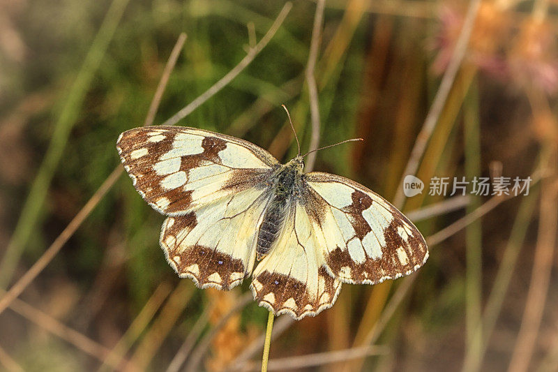 蝴蝶半丧(Melanargia galathea)